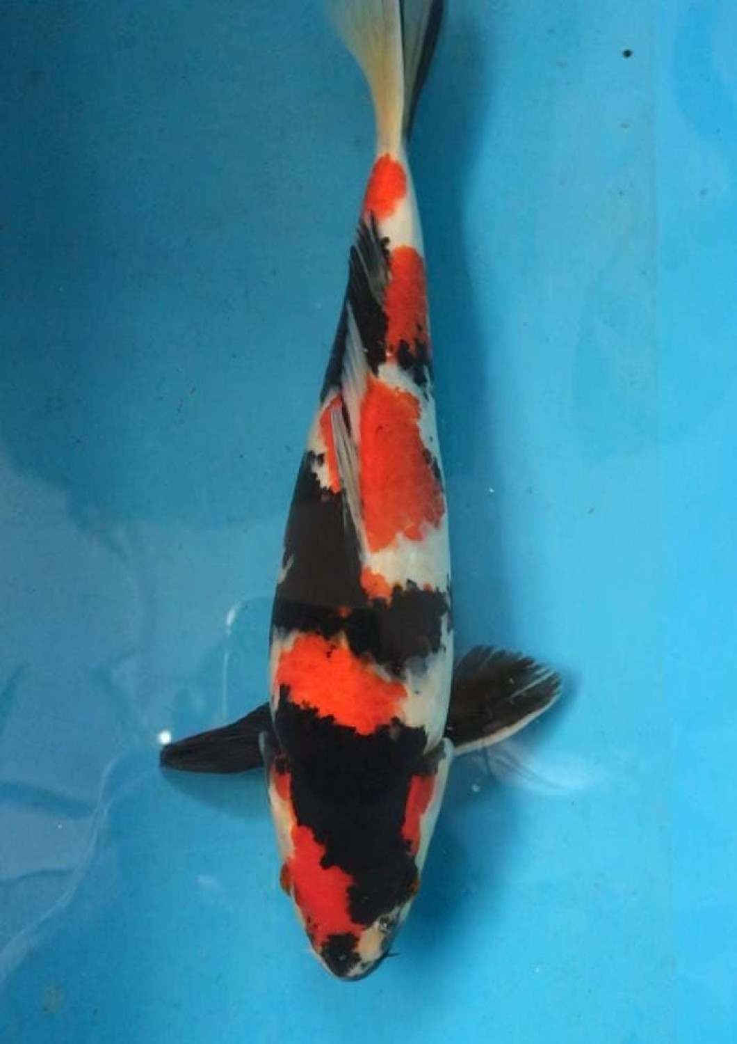 Juara 1