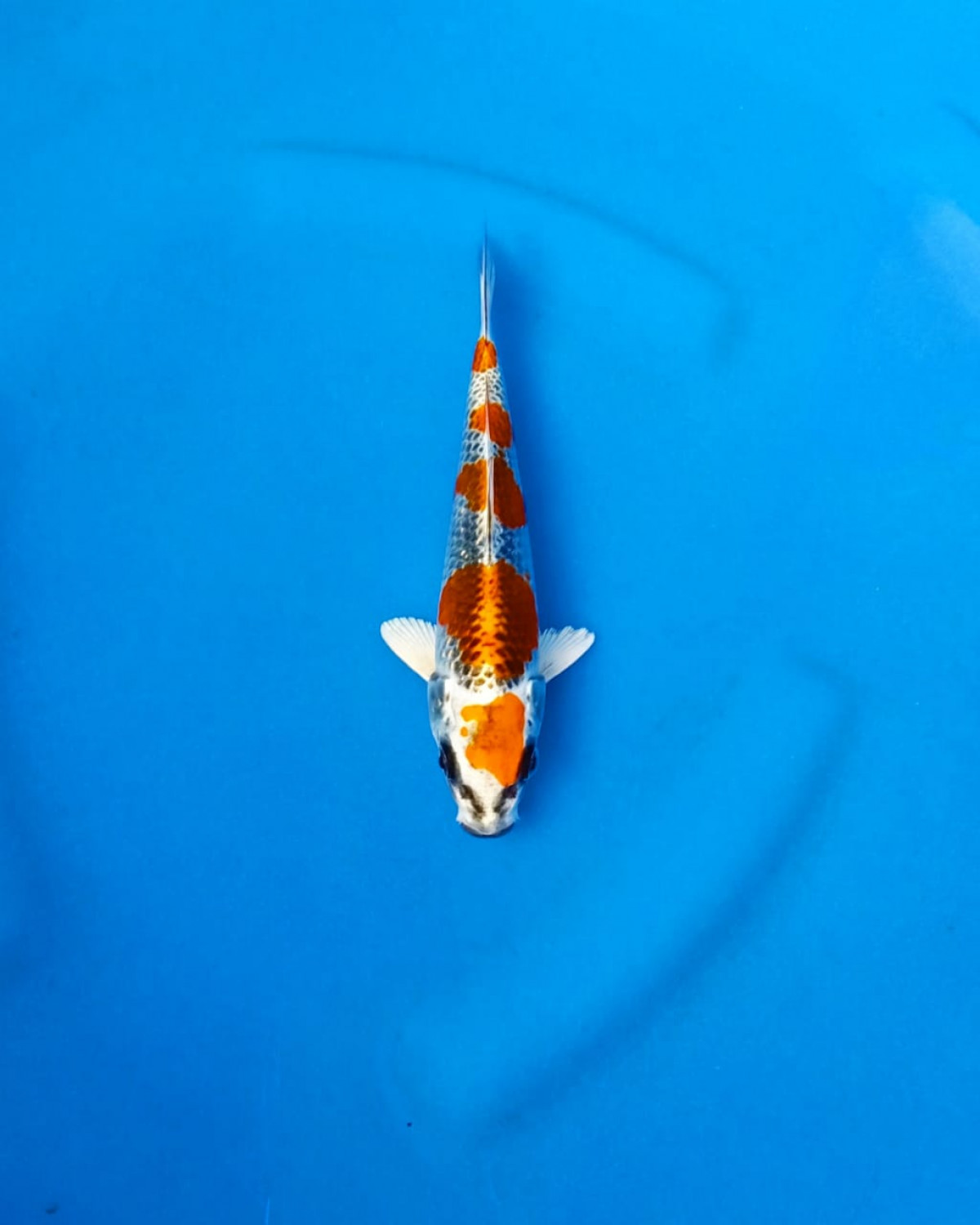 Best In Size B 16 - 20 cm