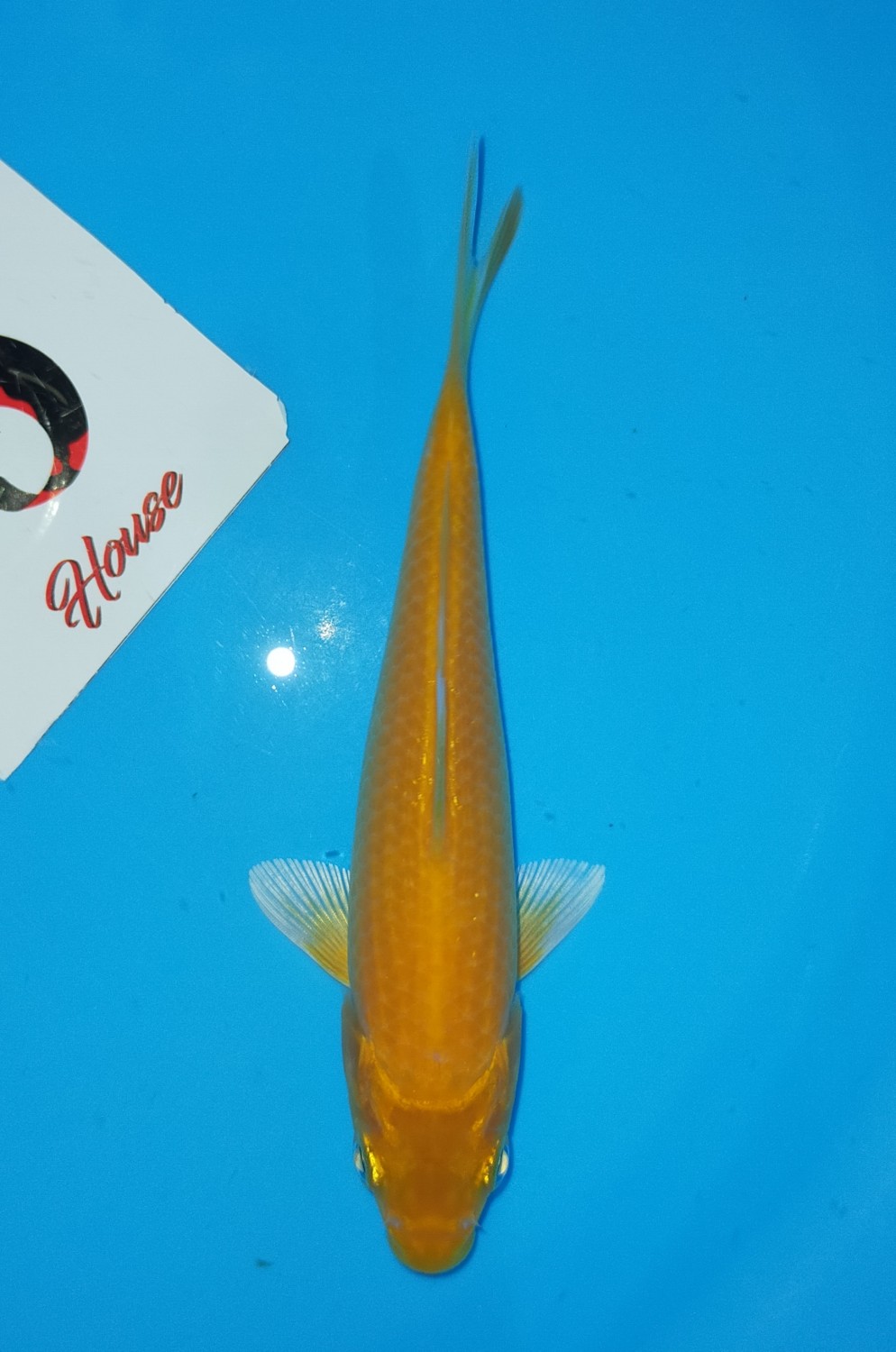 Juara 1