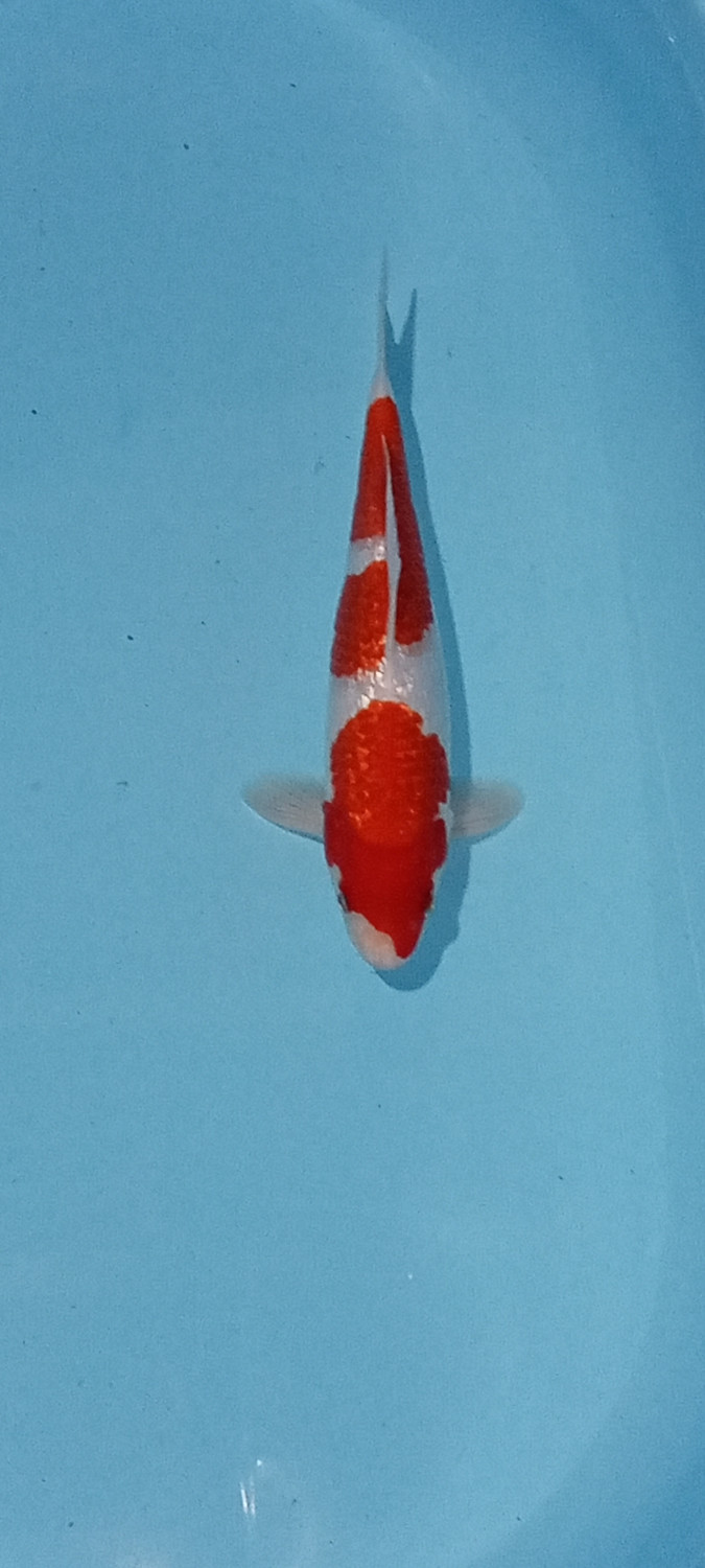 Juara 4