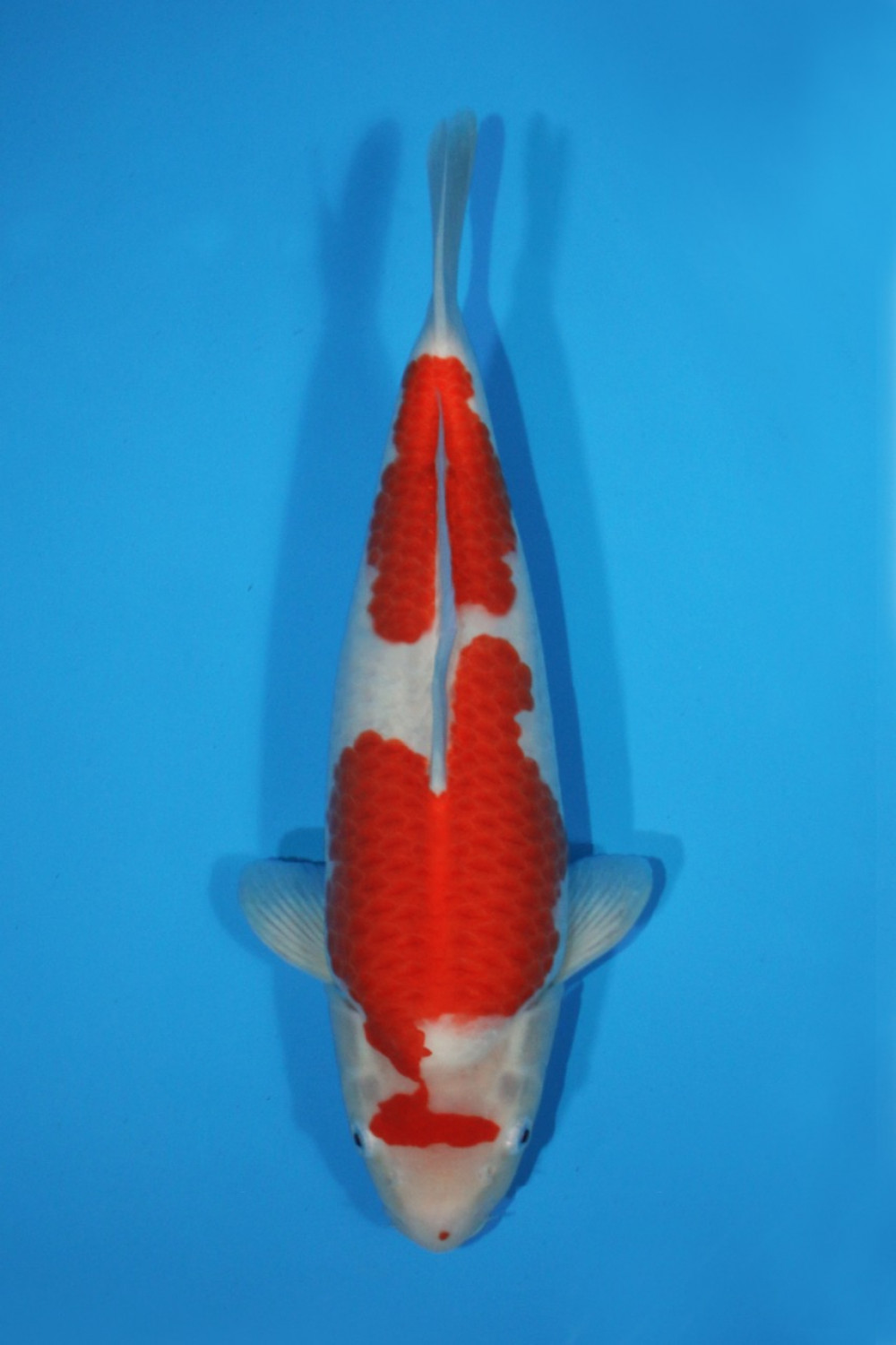 Juara 1