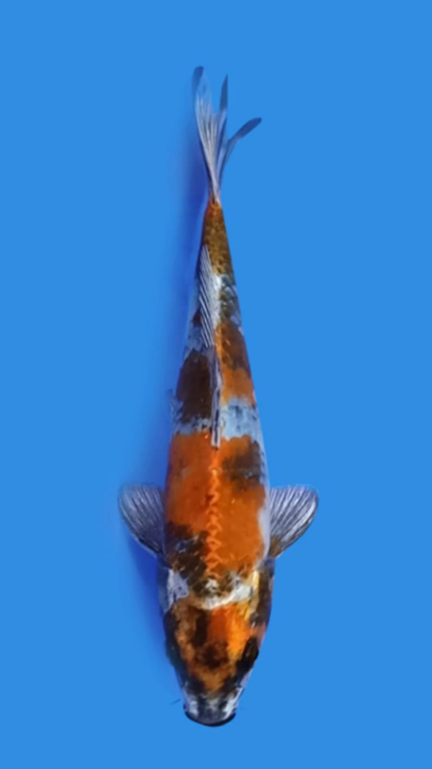 Juara 4