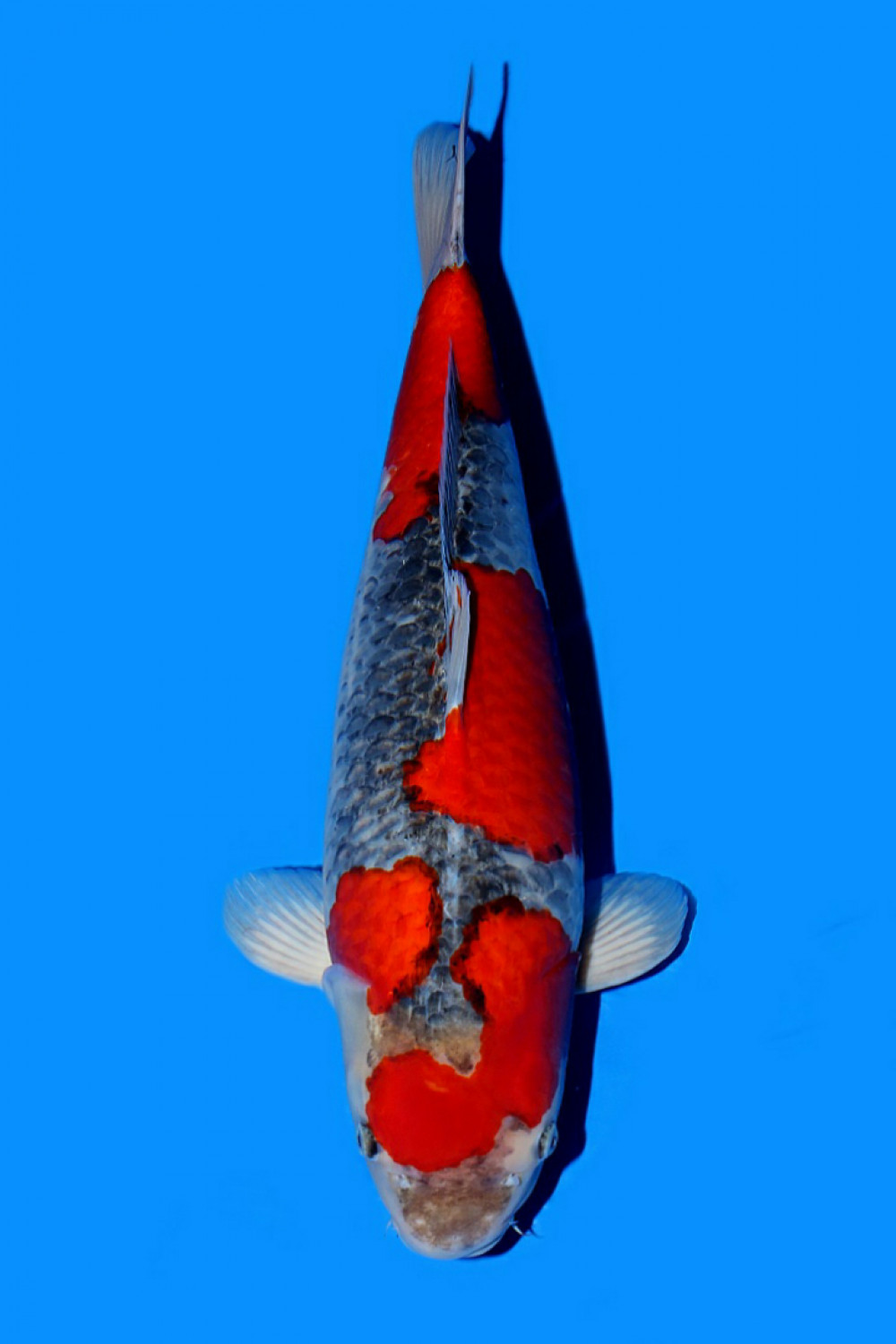 Juara 1