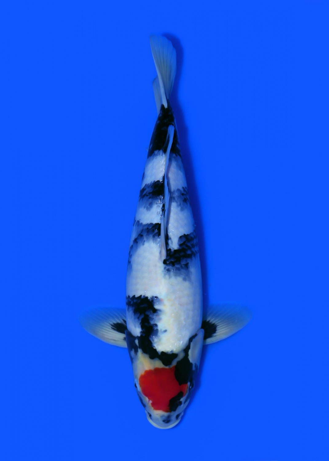 Juara 4