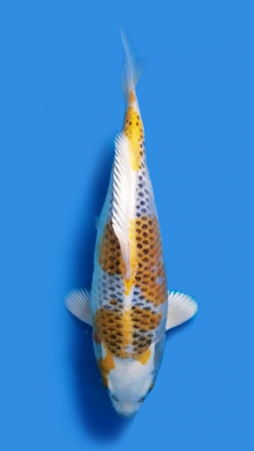 Juara 2