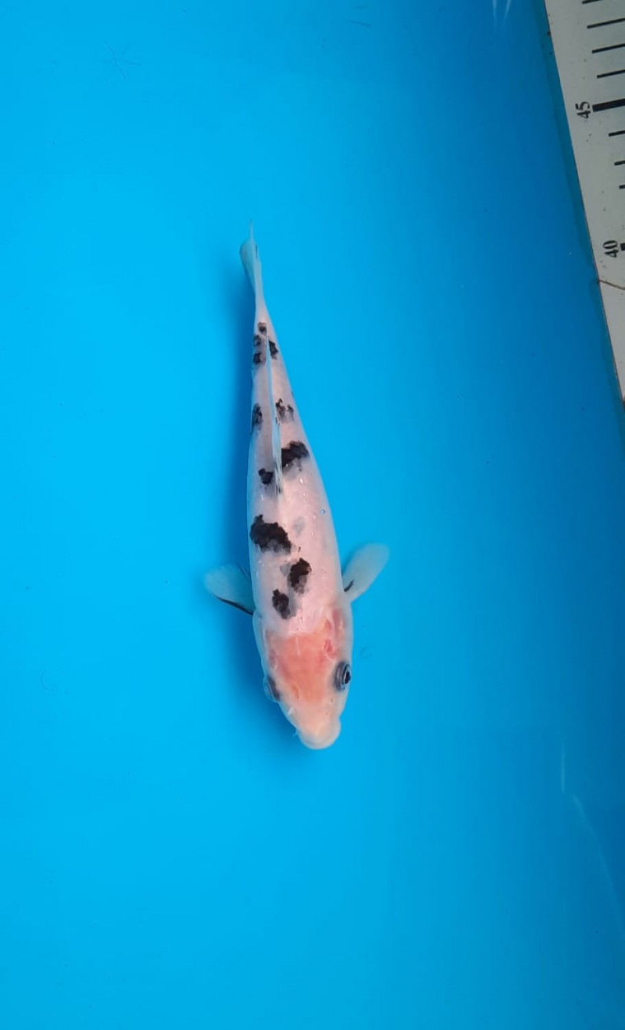 Juara 5