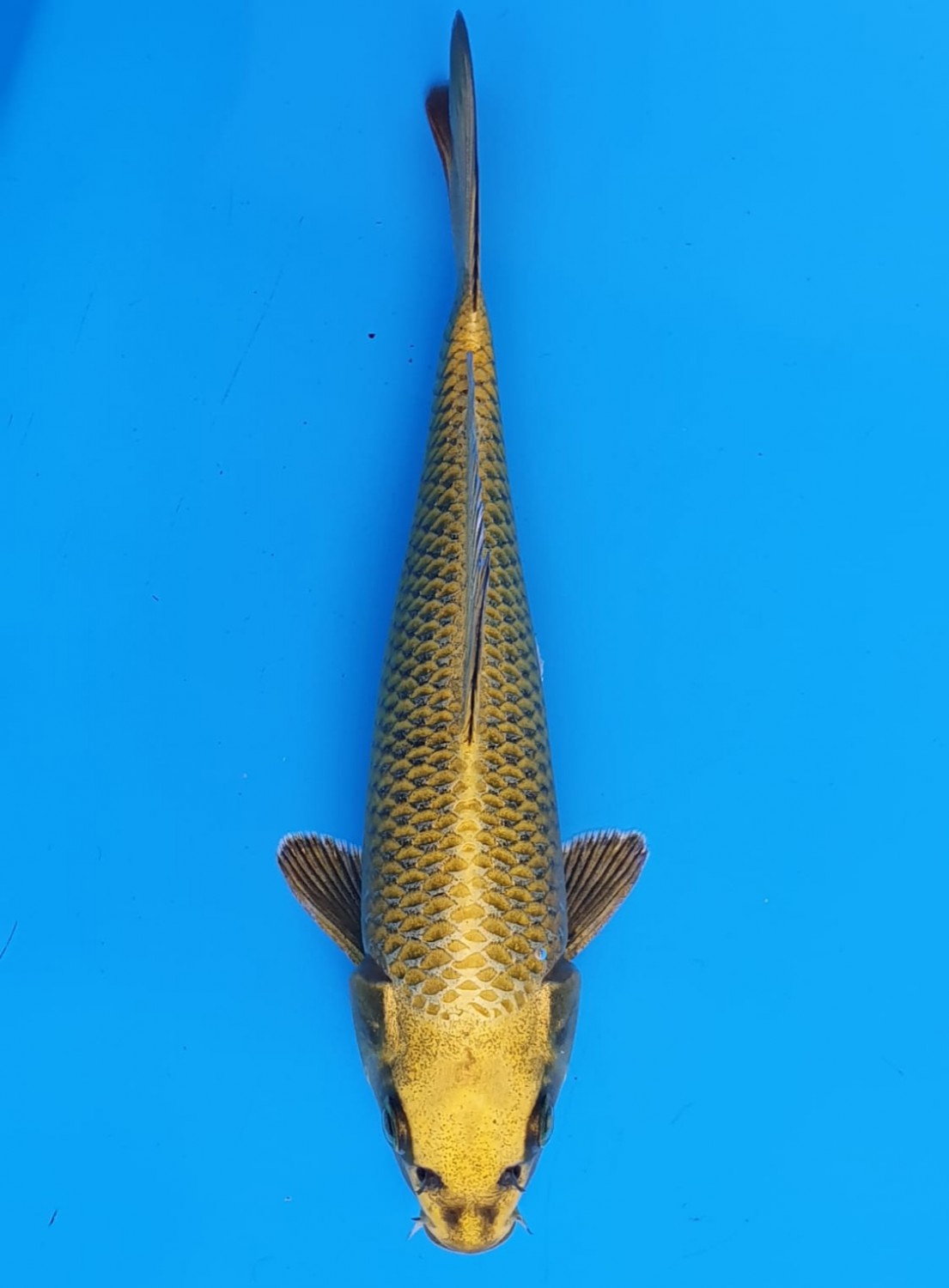 Juara 2