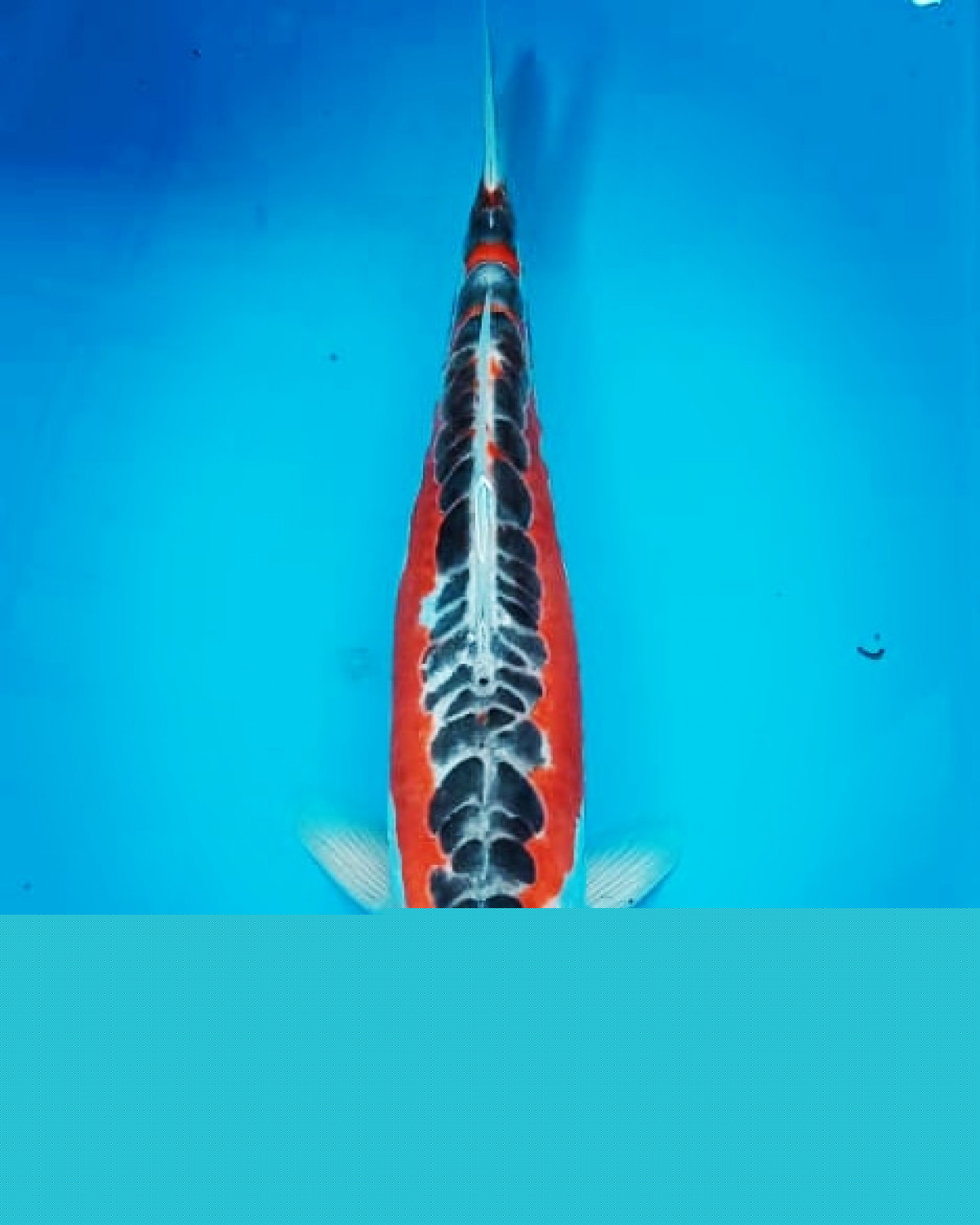 Juara 1