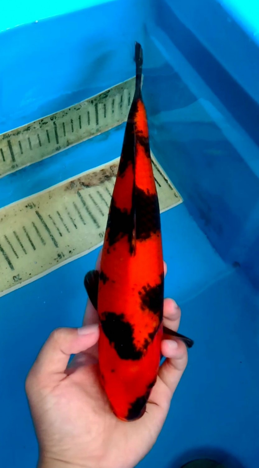 Juara 4