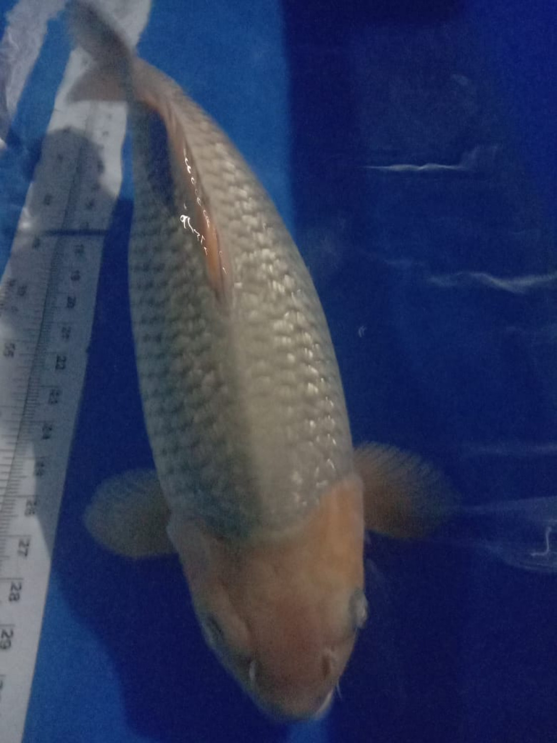 Juara 1