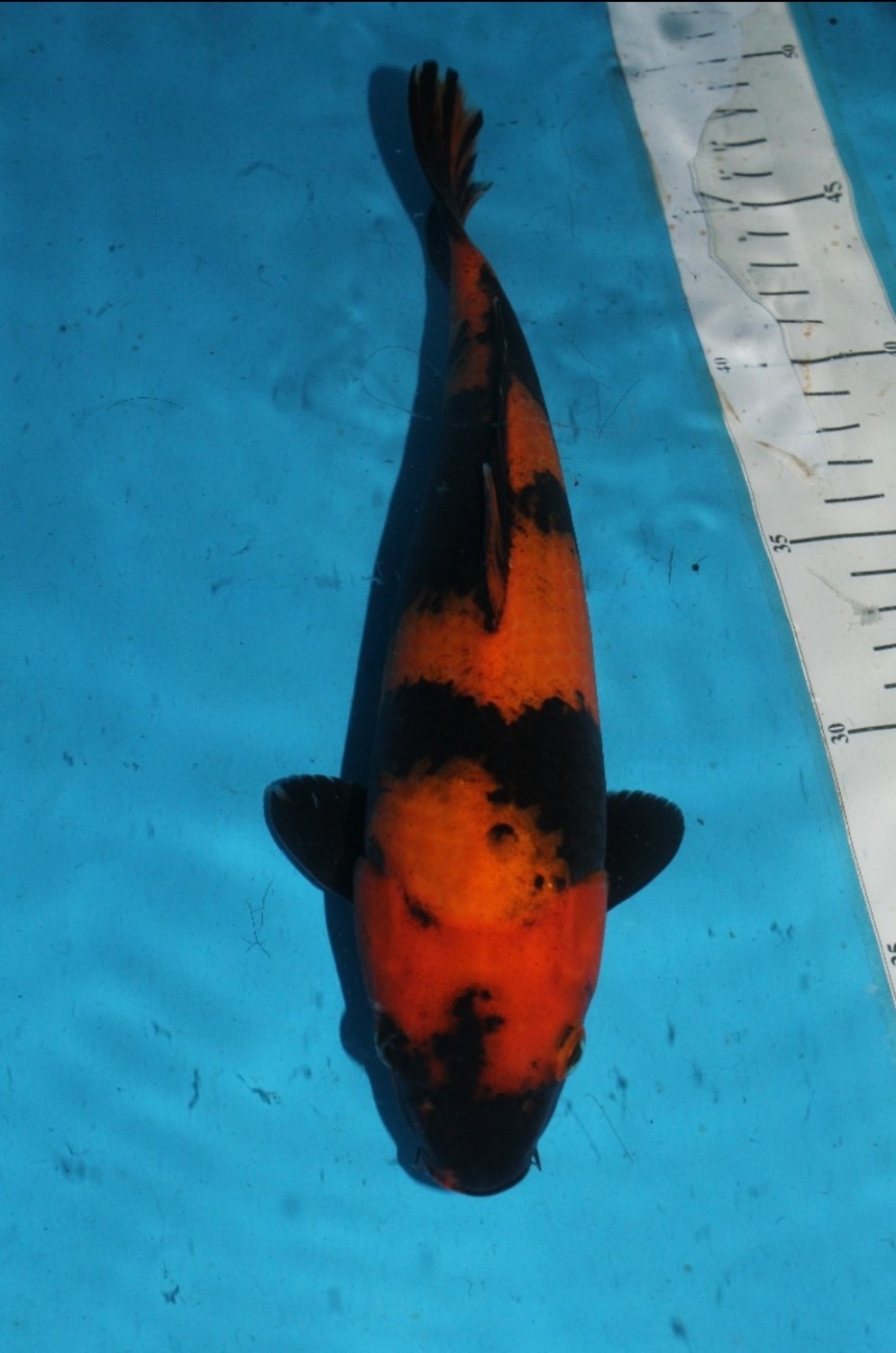 Best In Size D 21 - 25 cm