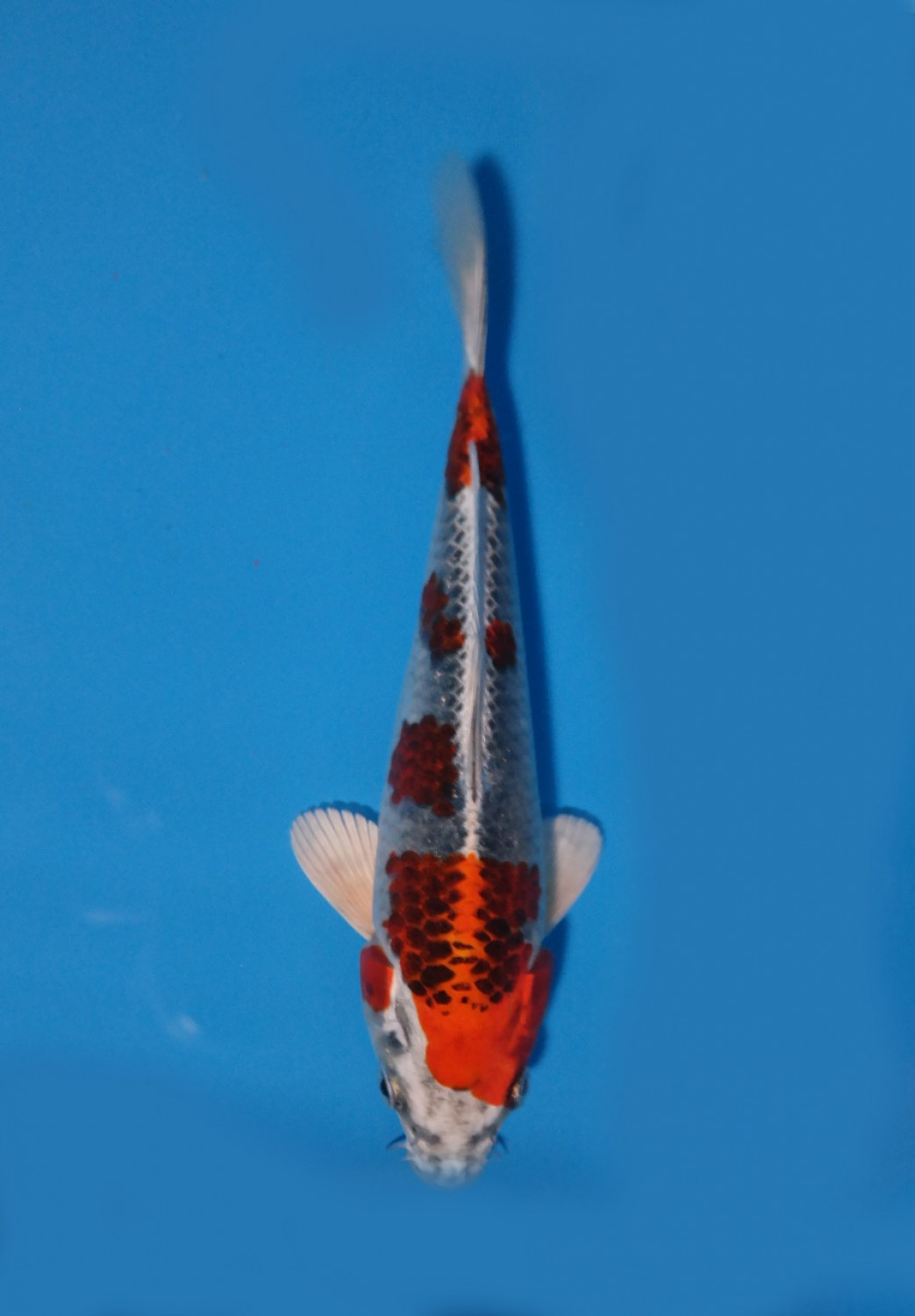 Juara 5