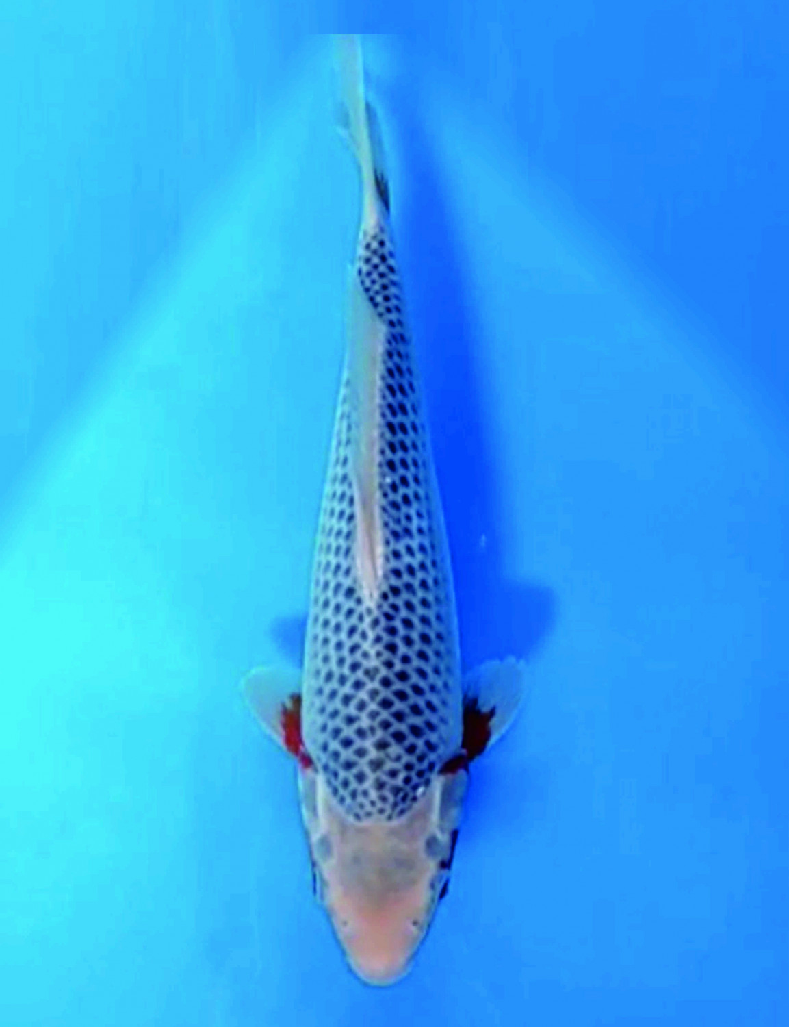 Juara 1