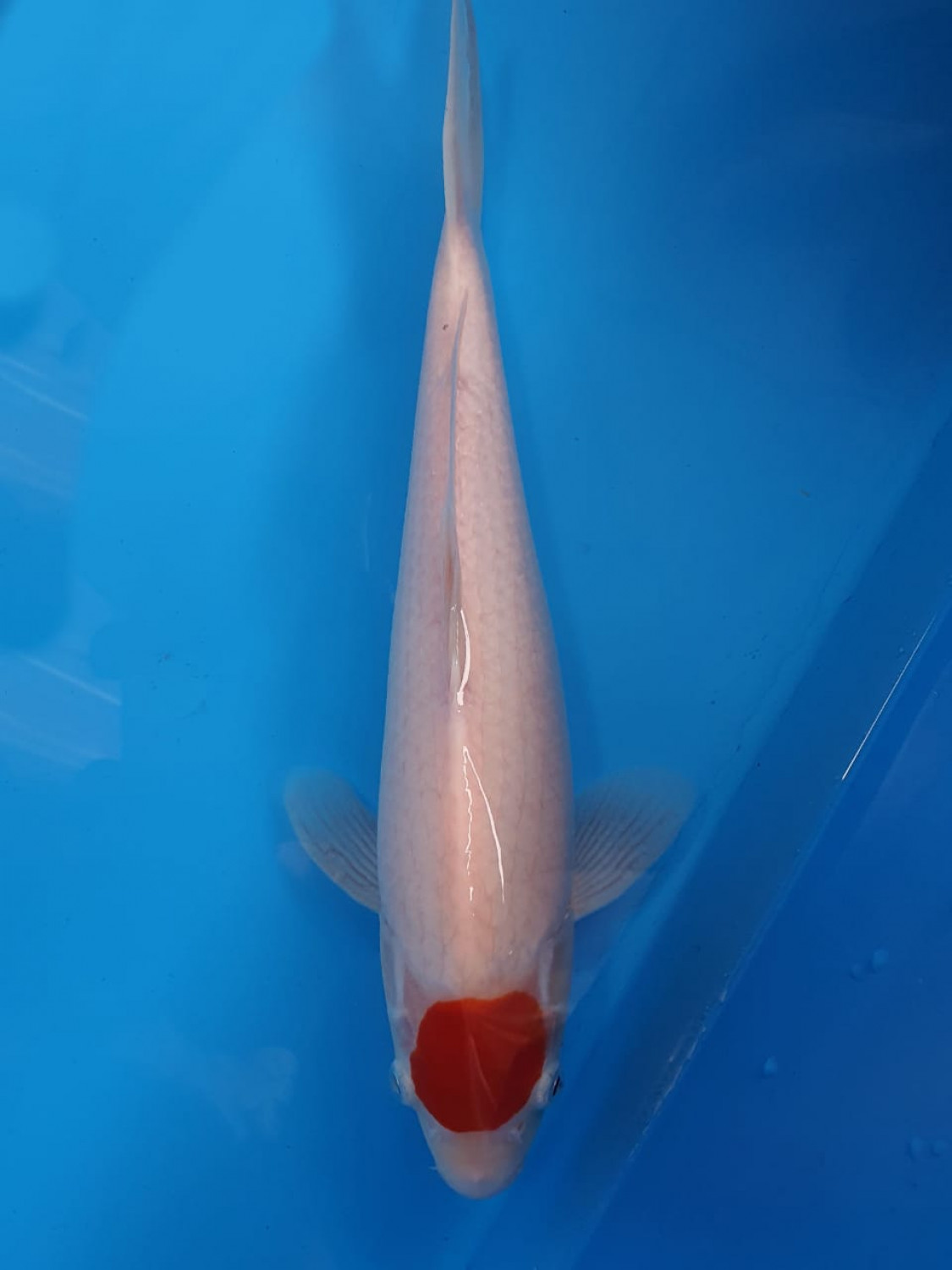 Juara 1