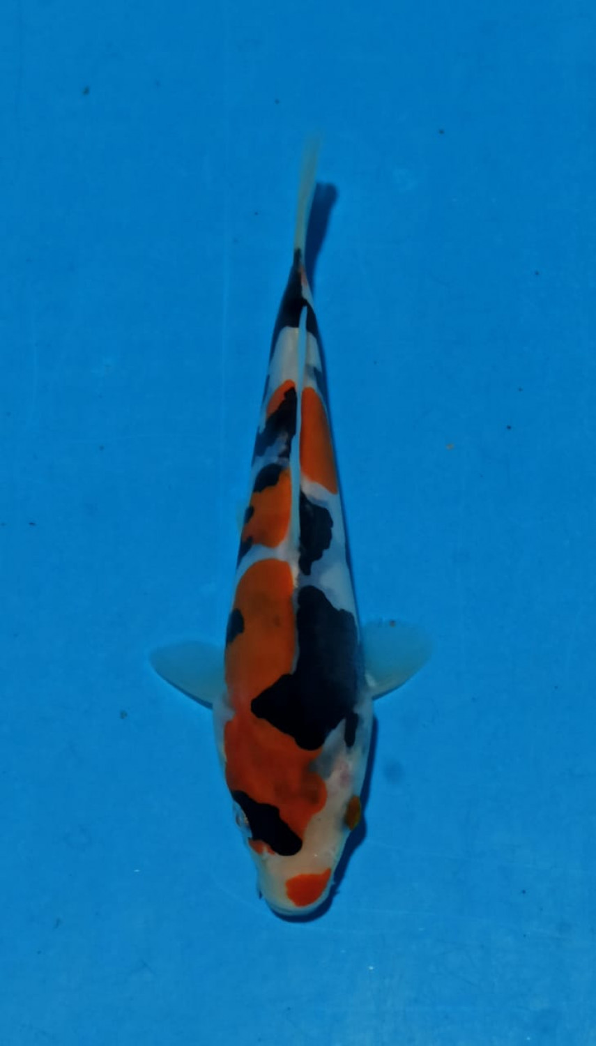 Juara 1