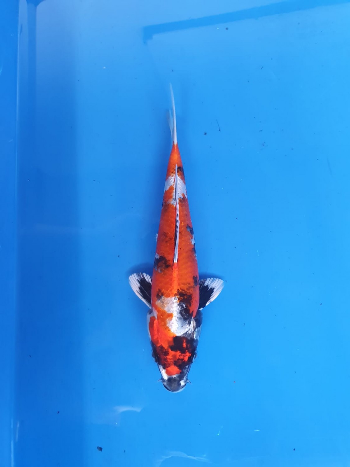 Best In Size D 16-20 Cm