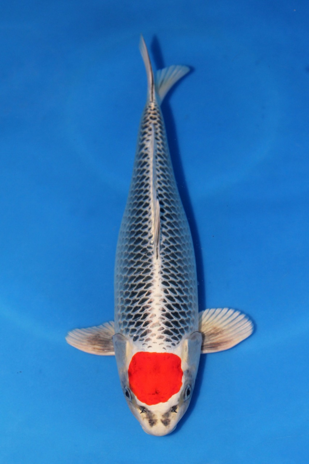 Juara 2