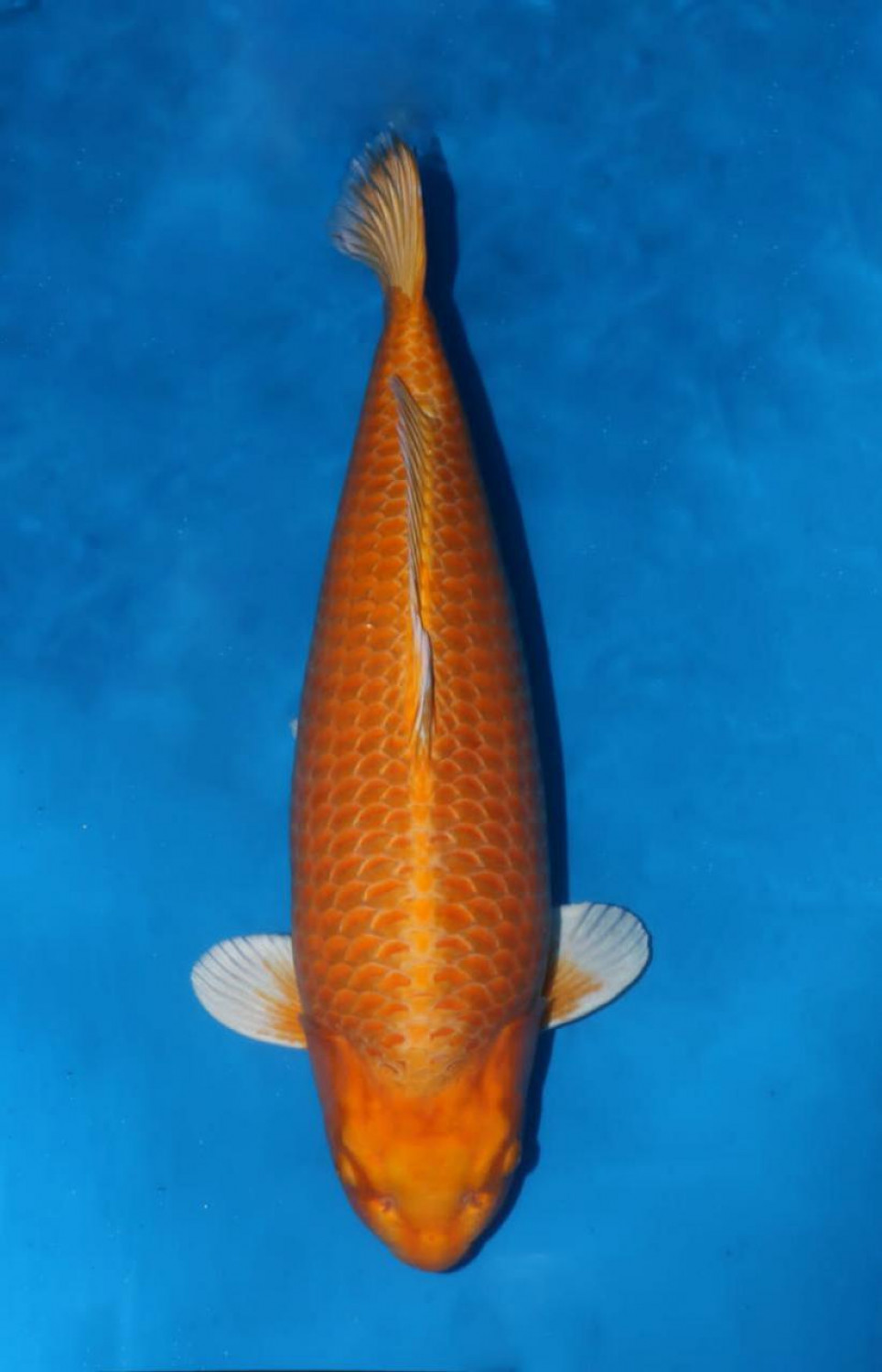 Best In Size E 66 - 70 cm