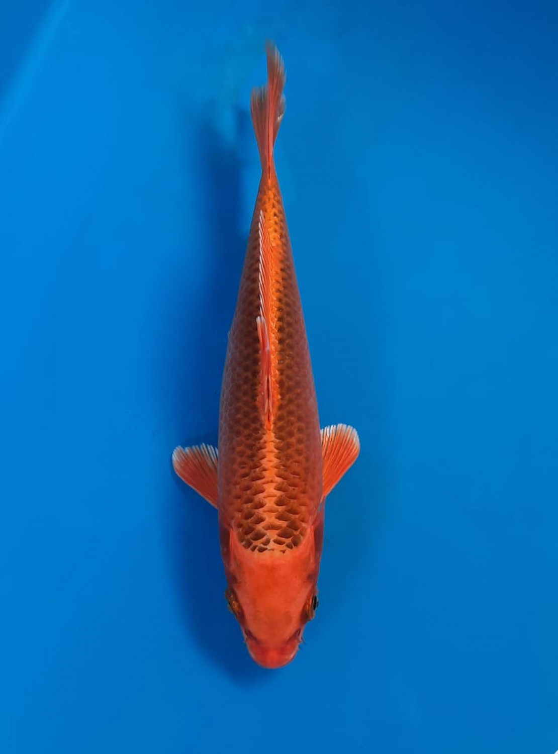 Juara 2
