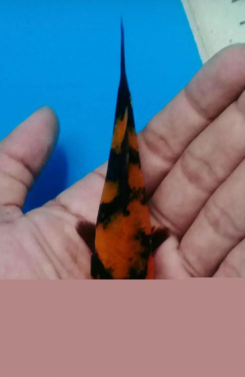 Juara 2