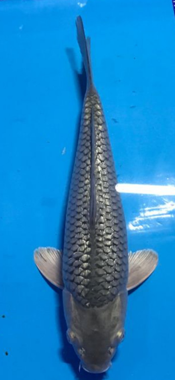 Juara 2