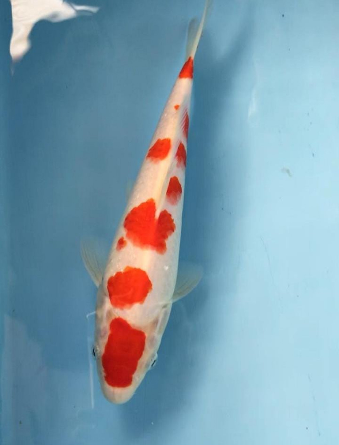 Juara 4