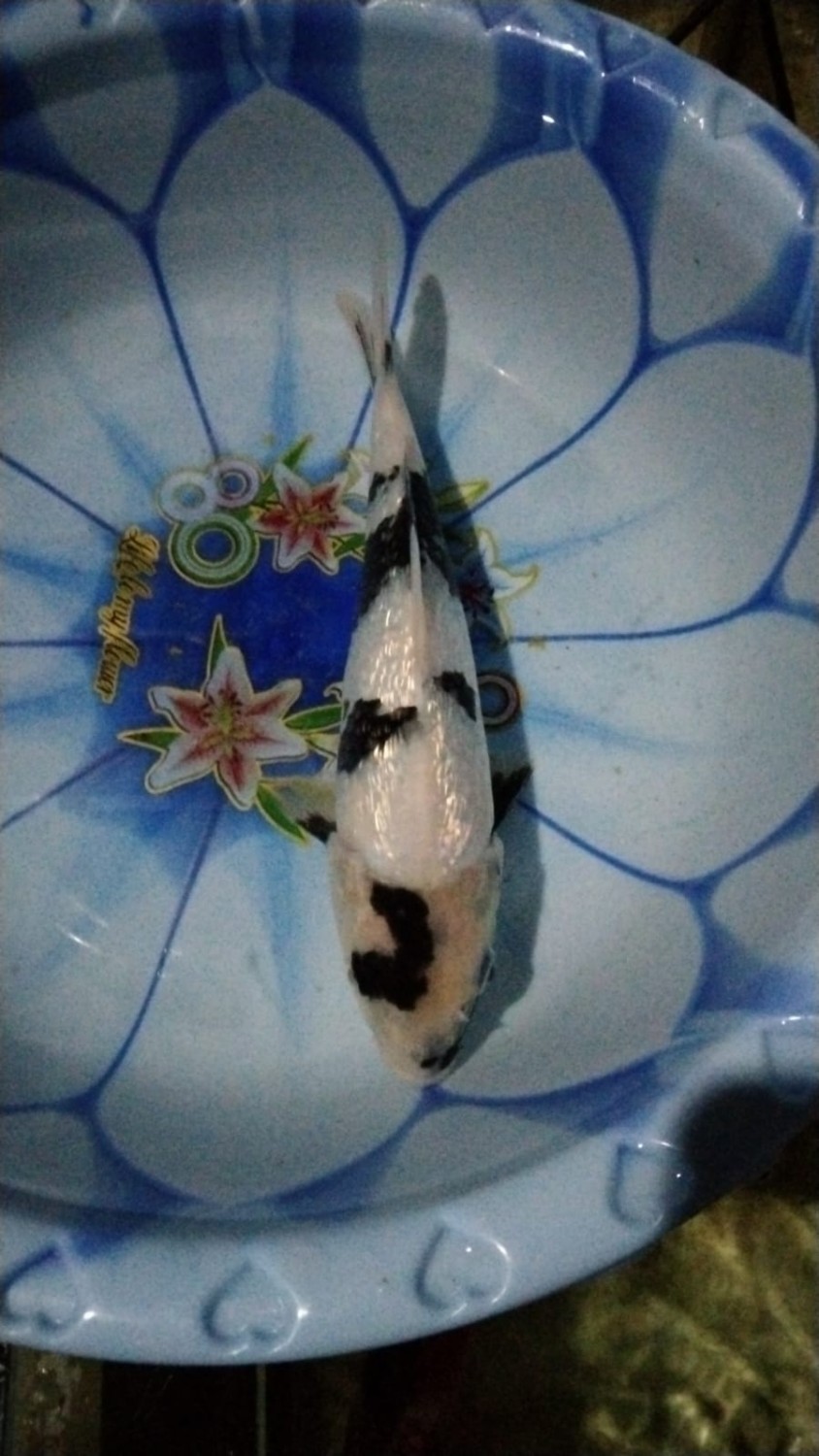 Juara 1