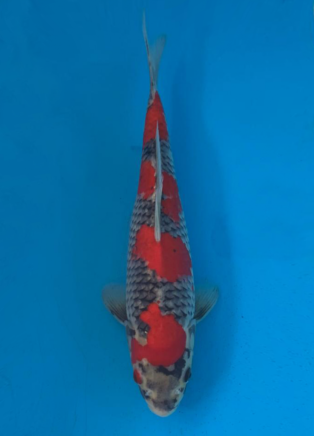 Juara 1