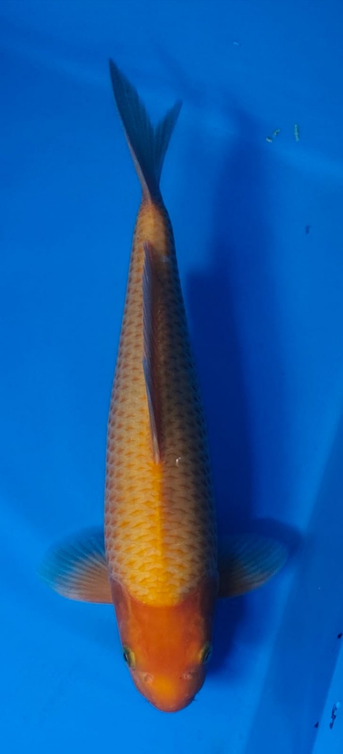 Juara 1