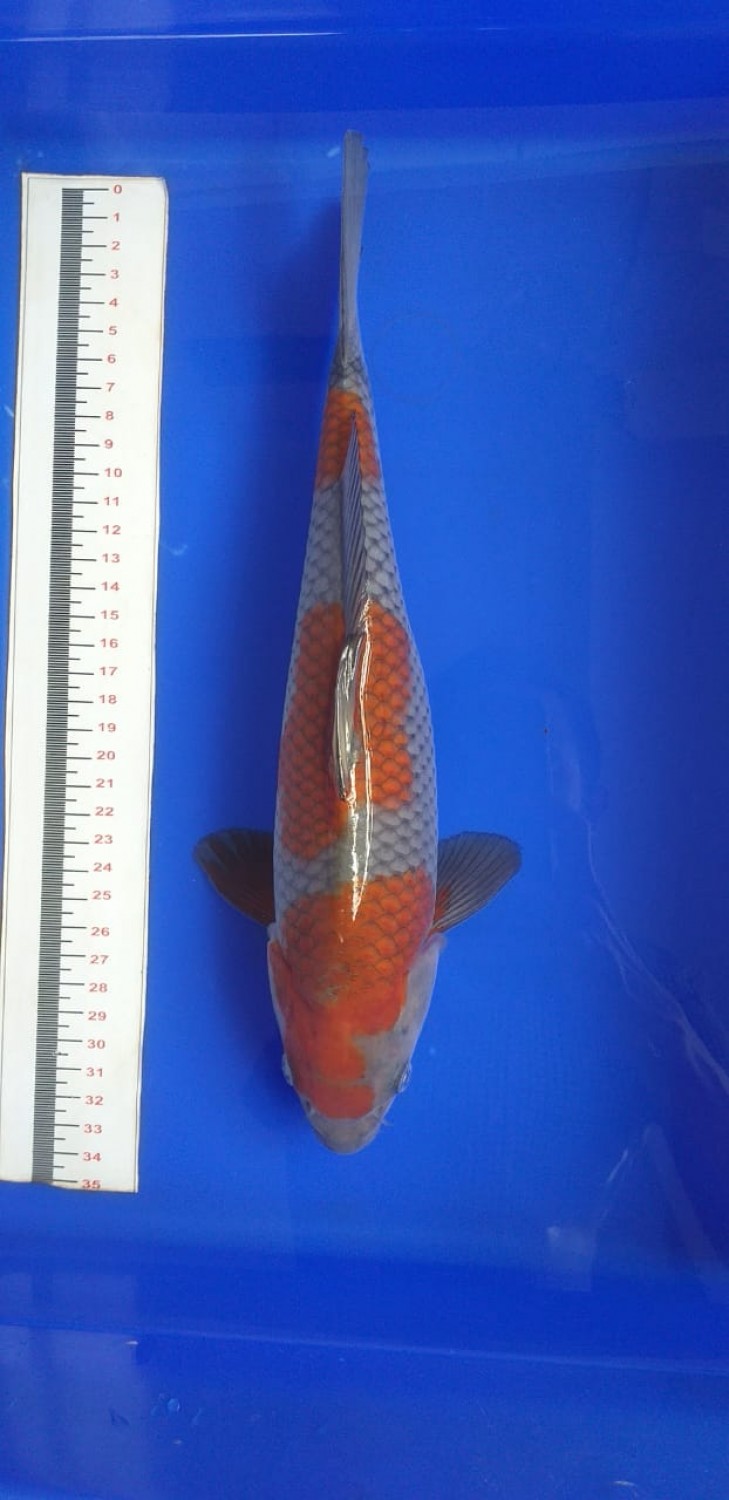 Juara 4