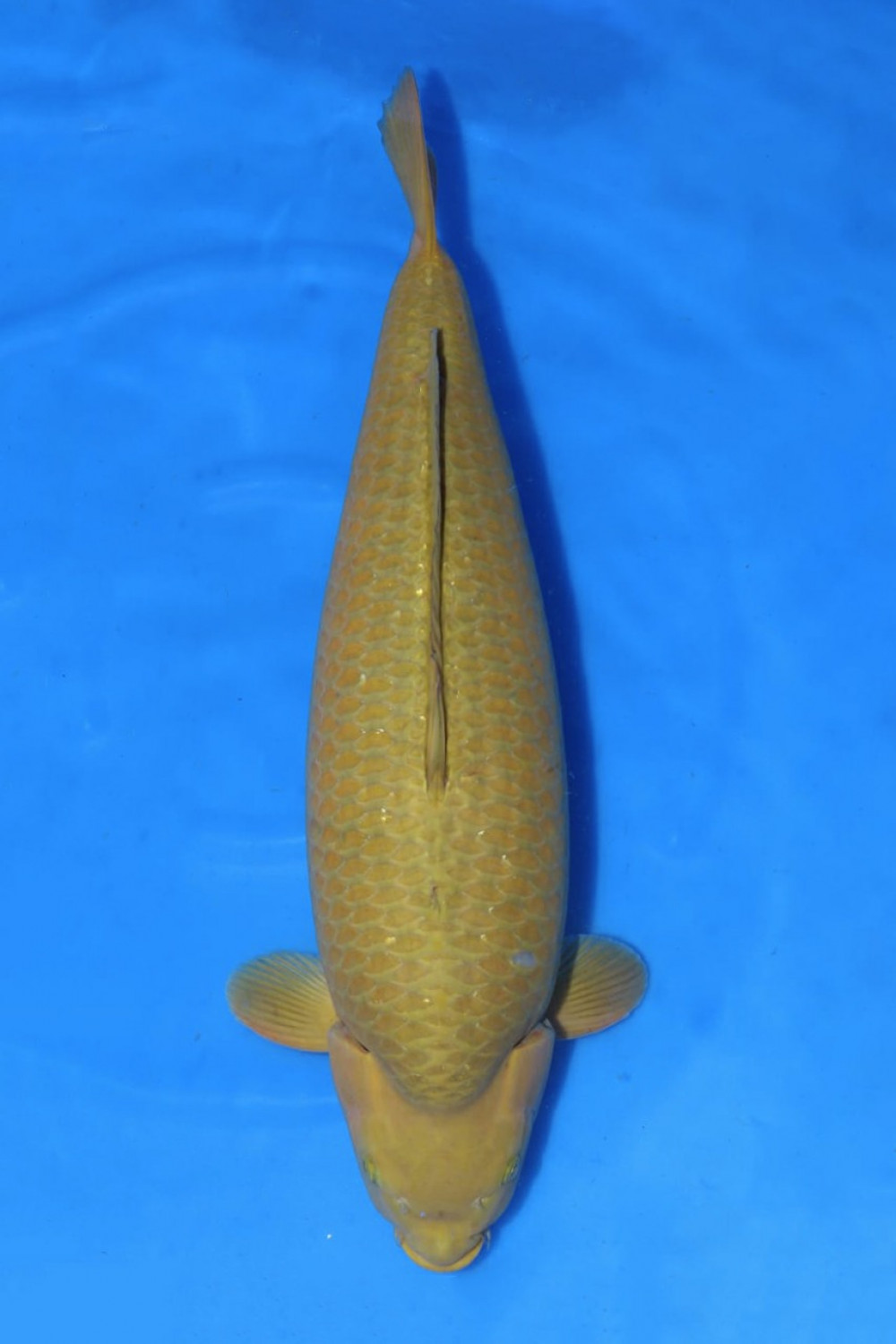 Juara 1