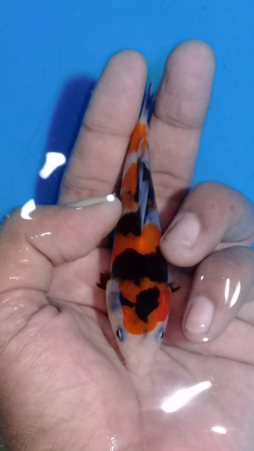Juara 3
