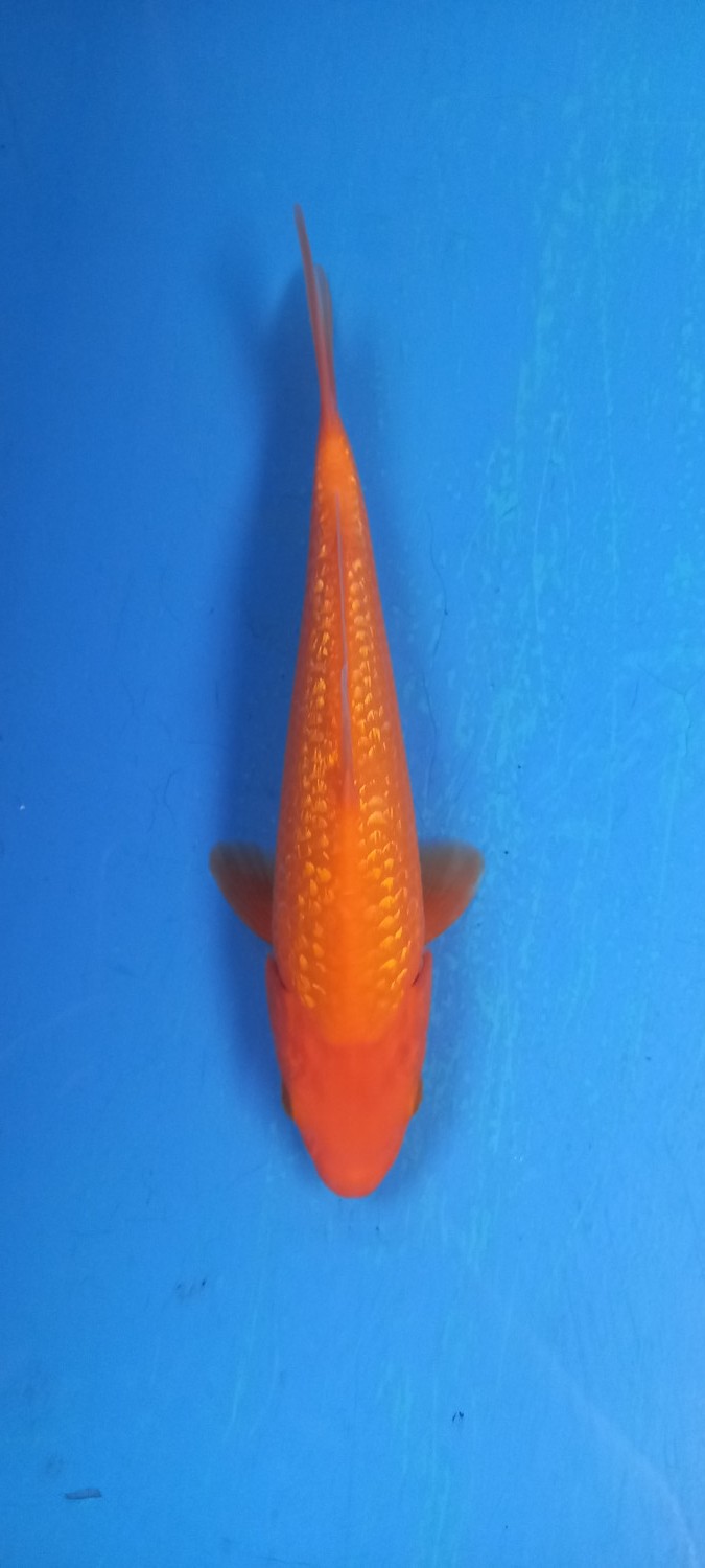 Juara 5