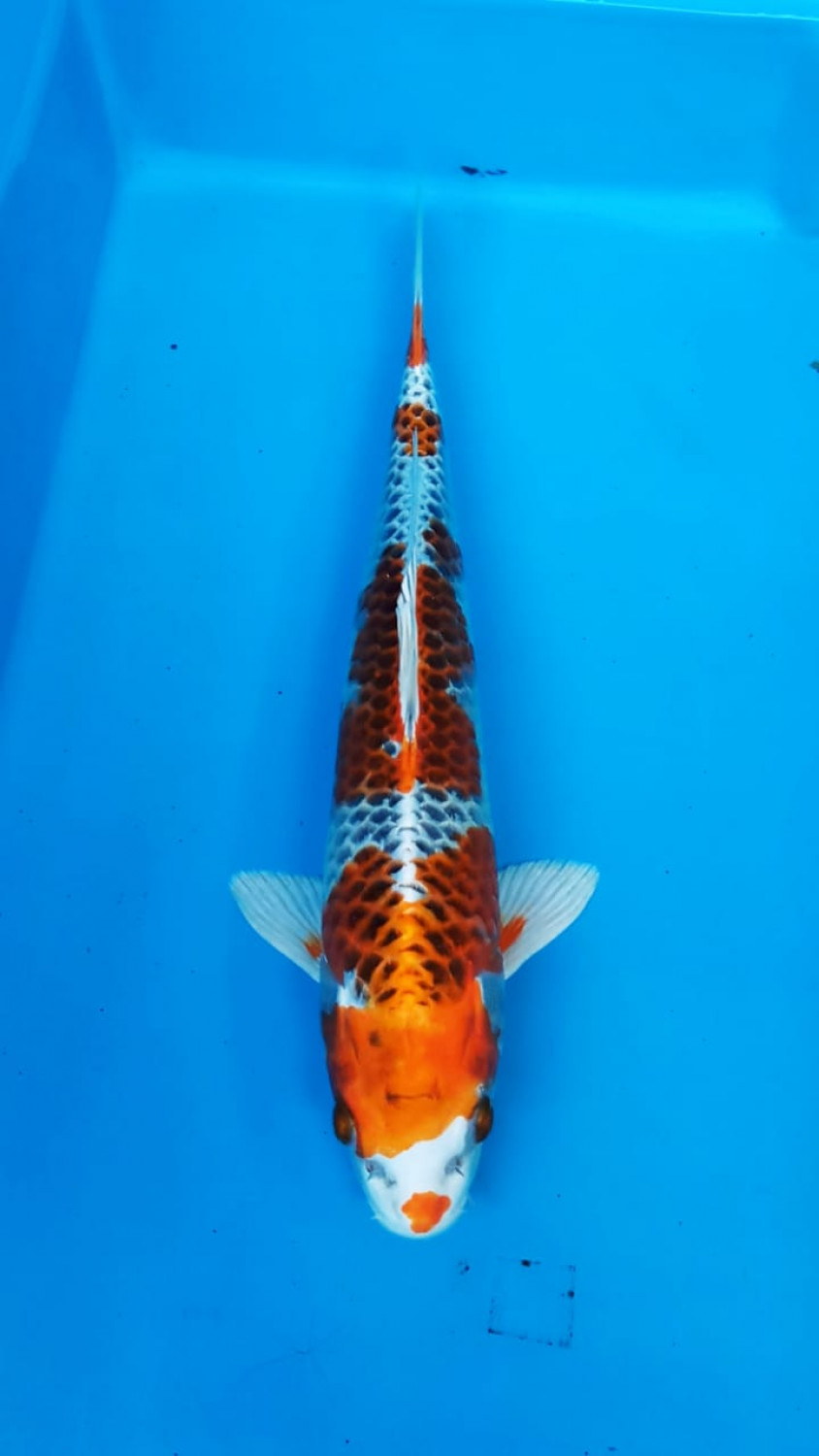 Juara 5