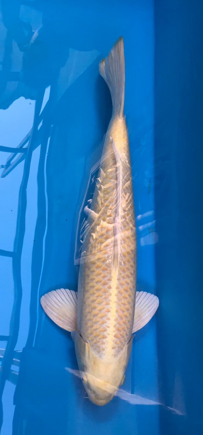 Juara 2