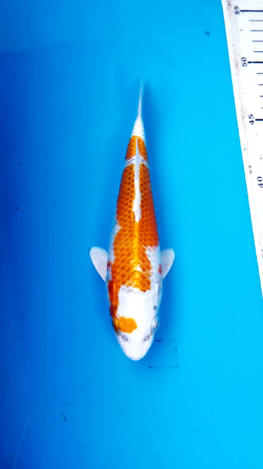 Juara 4