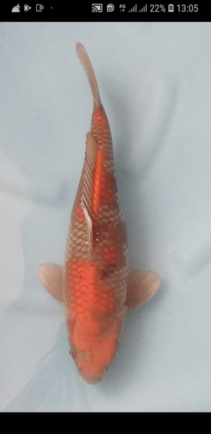 Juara 2
