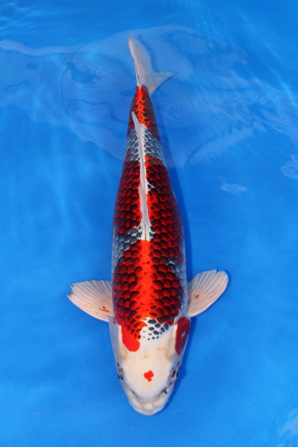 Juara 2