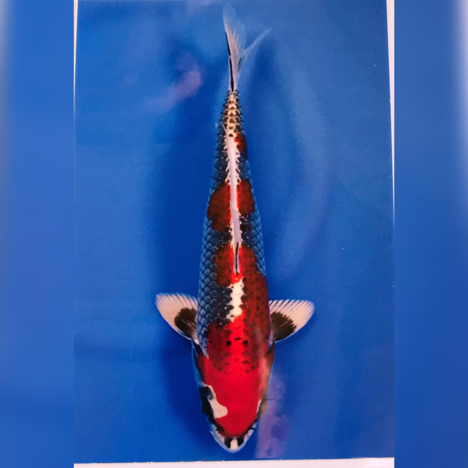 Juara 1