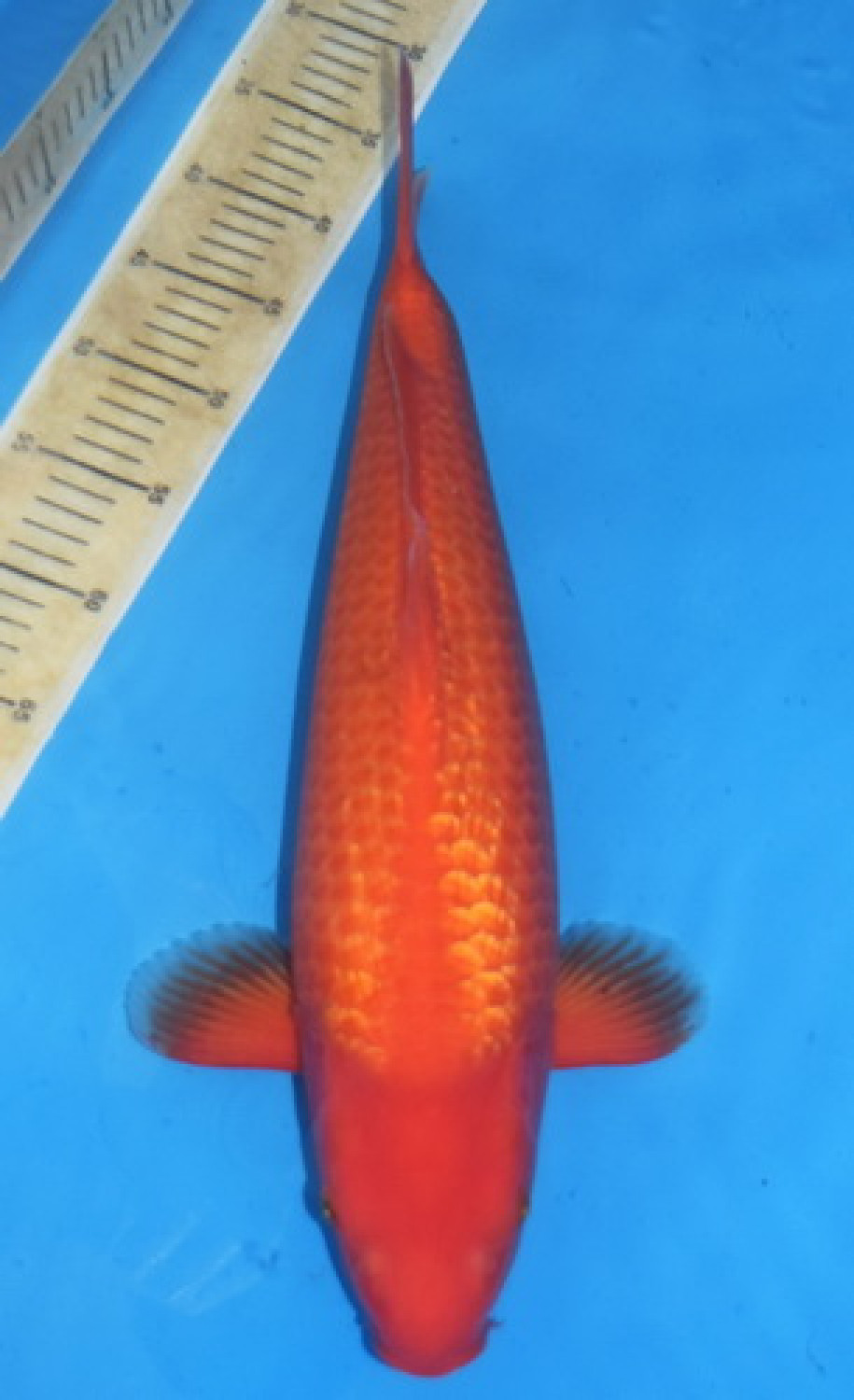 Best In Size E 46 - 50 cm