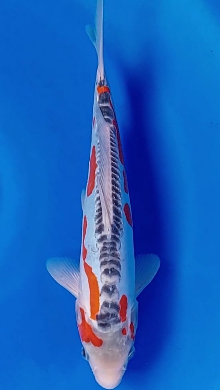 Juara 5