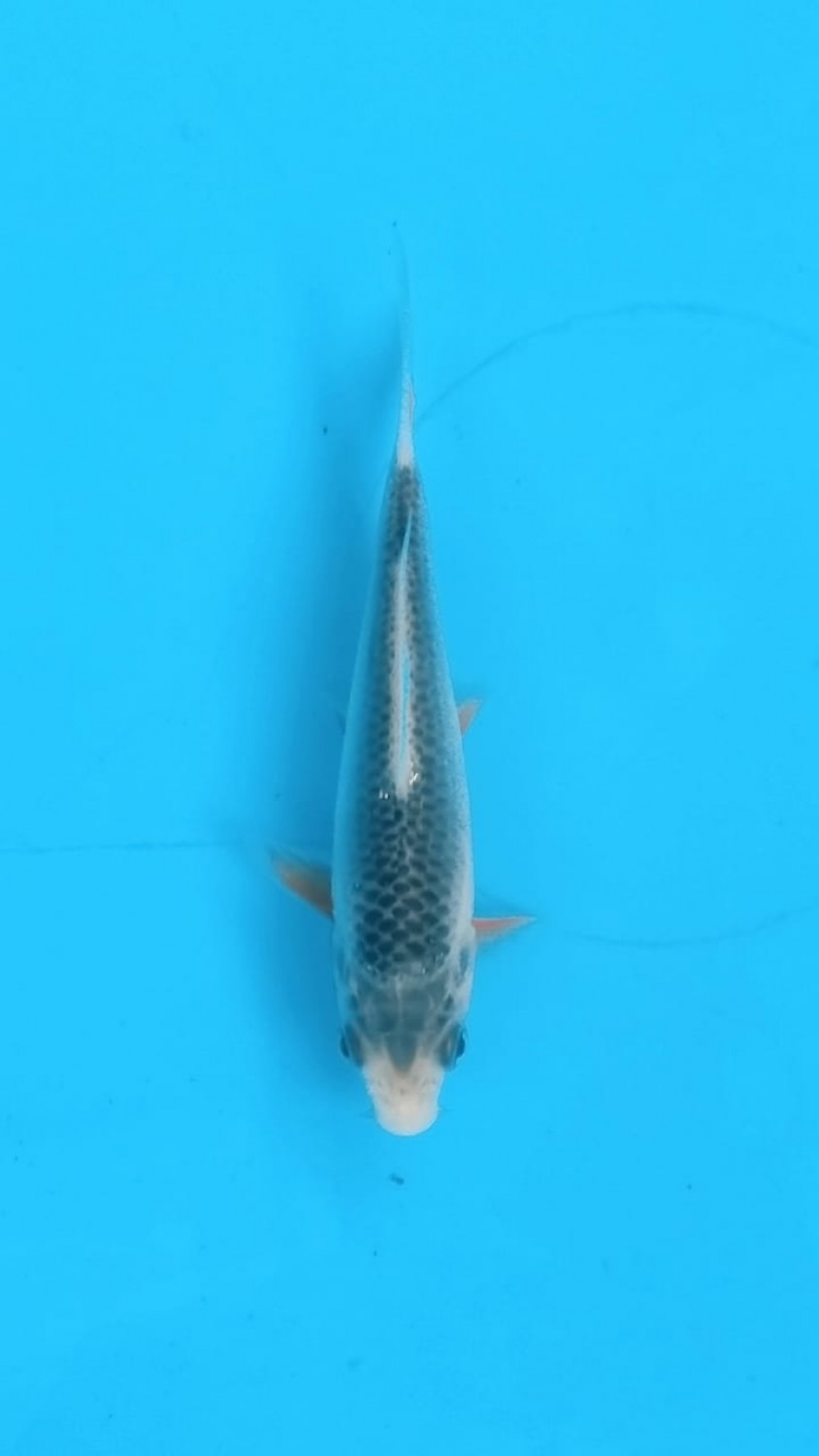 Best In Size D Up 10 cm