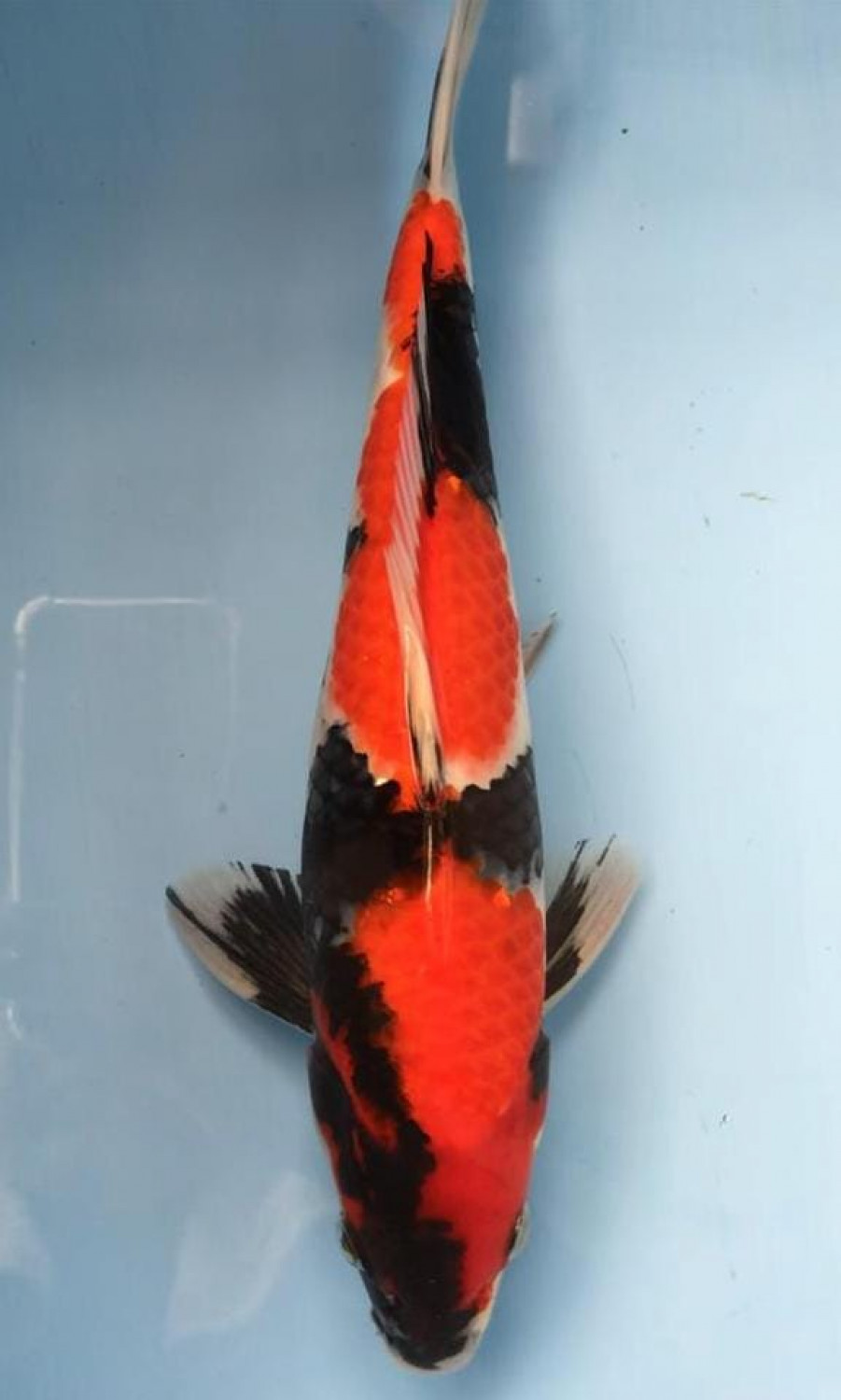 Juara 4