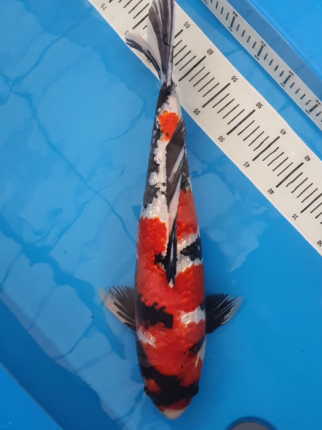 Juara 1