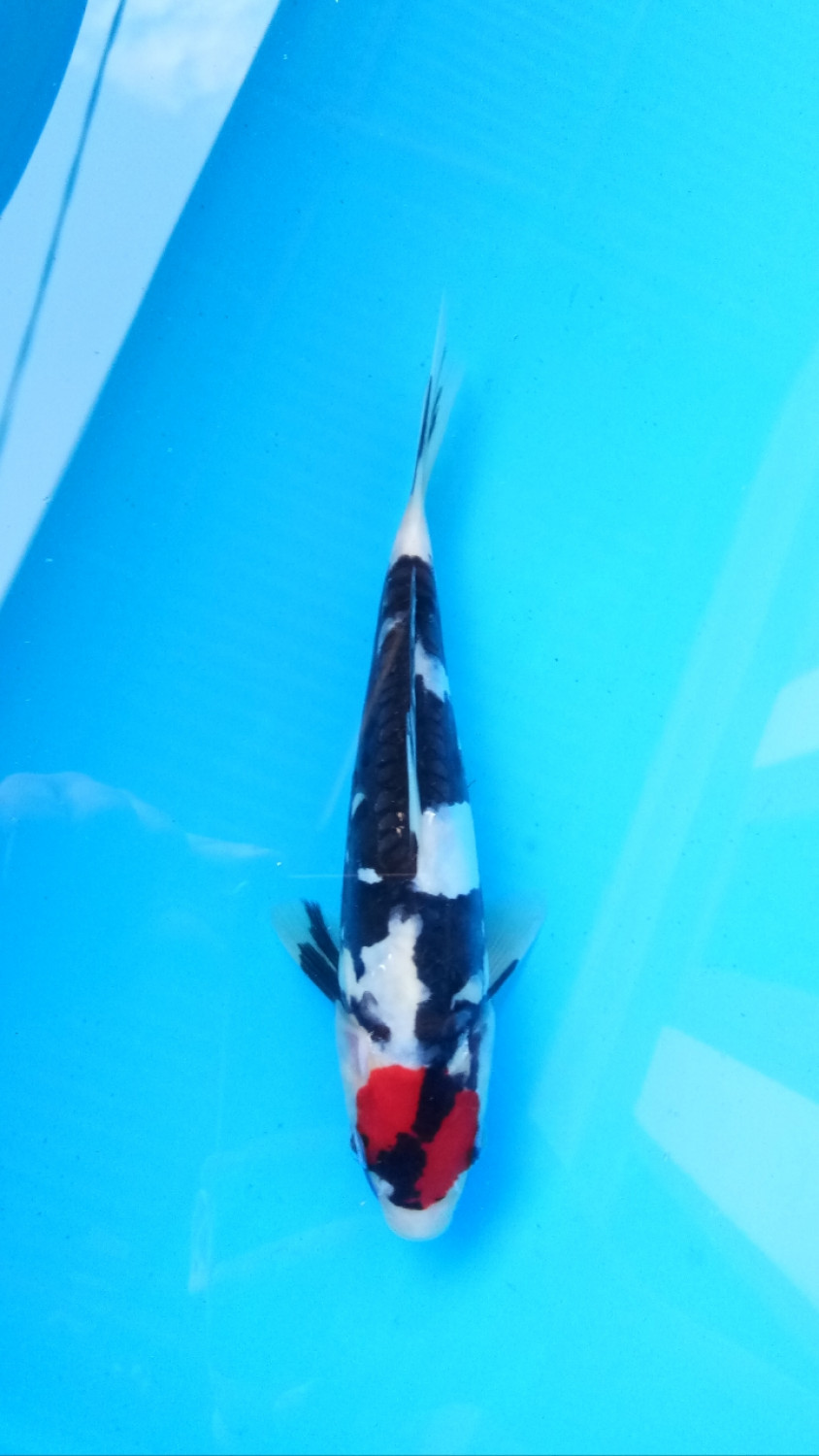 Juara 2