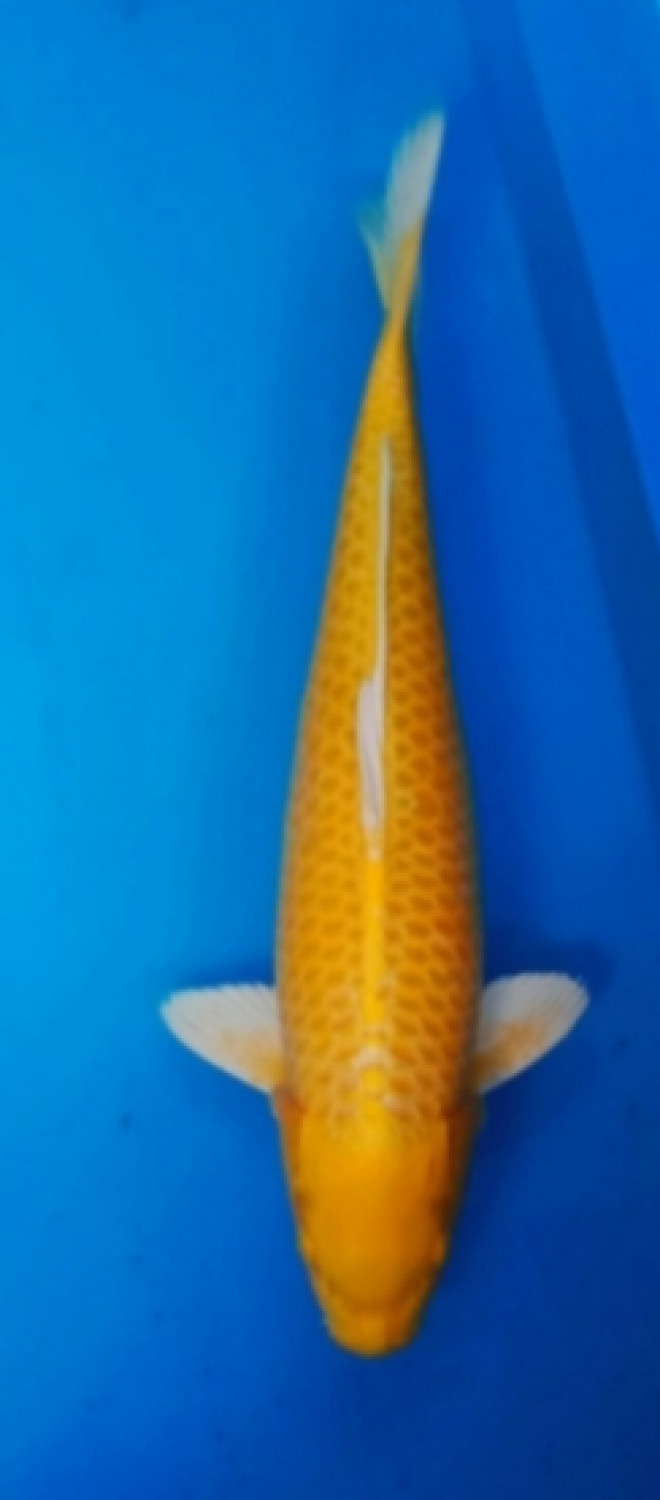 Juara 3