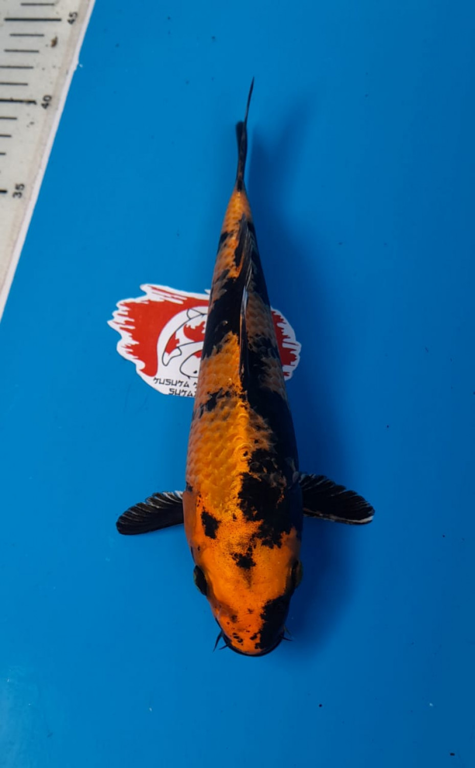 Juara 1