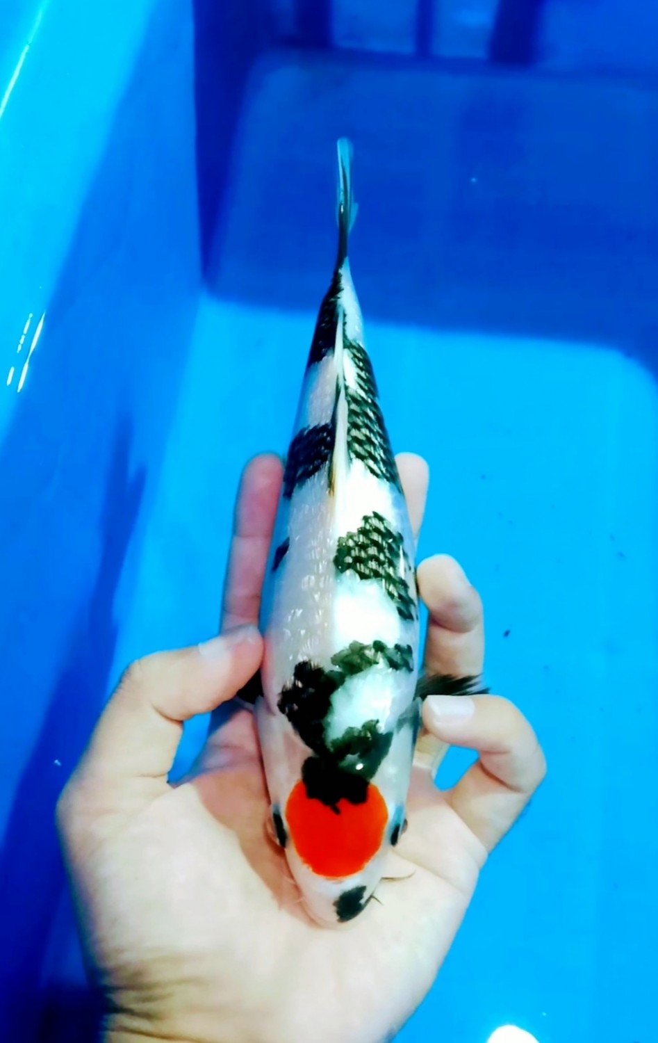 Juara 1