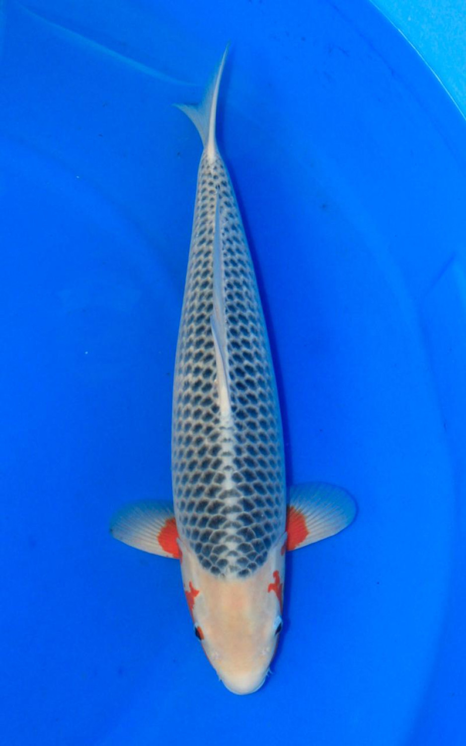 Juara 1