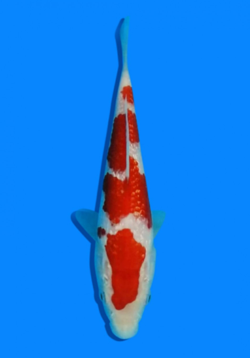 Juara 4